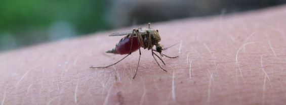 Webinar "LA MALARIA NELLA TERRA PONTINA: ASPETTI STORICI, MEDICI E SOCIALI", 25/05/2021